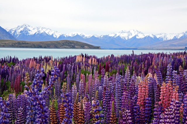 new zealand lake mountain flowers